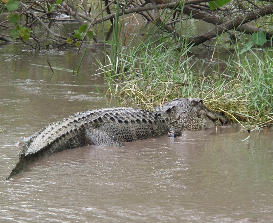 alligator-2
